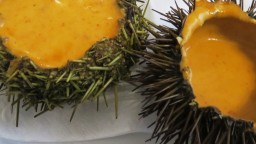 Recepta de cuina de Garota o eriçó de mar amb la seva carn i salsa de gambes