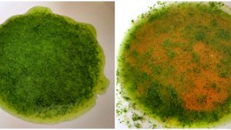 Recepta de cuina de Llengua de porc marinada amb herbes aromàtiques
