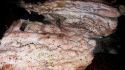Recepta de cuina de Truita de riu asalmonada al forn