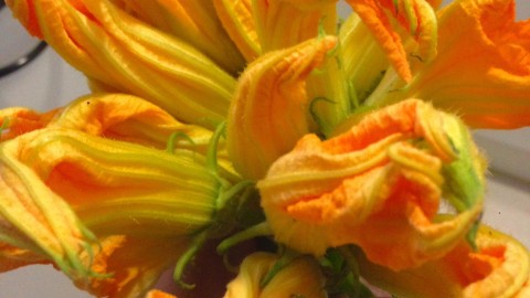 Crestes de flor de carbassó