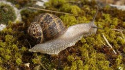 Recepta de cuina de Cargols "rojillos"