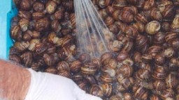 Recepta de cuina de Cargols a l'andalusa