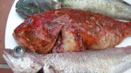 Recepta de cuina de Bullit de peix
