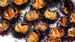 Recepta de cuina de Garoines crues ( erizo de mar )