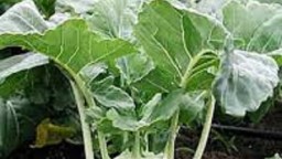 Recepta de cuina de Gratin amb Pasta i Boletes de carn