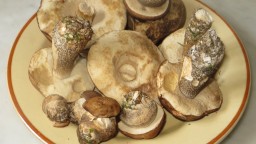 Recepta de cuina de Abrons de bedoll amb bull blanc de Camprodon