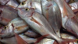 Recepta de cuina de Pagells fregits amb escalivada