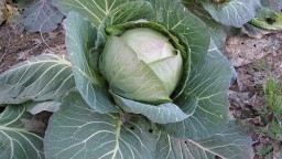 Recepta de cuina de Farcells de col i carbassa amb crema de ceps