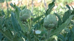 Recepta de cuina de Carxofes de temporada bullides