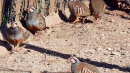 Recepta de cuina de Perdiu de granja en escabetx