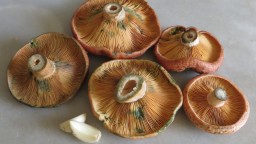 Recepta de cuina de Rovellons, dels pins d’en Mir d’Arenys de Munt, gratinats al forn amb all