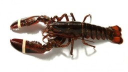 Recepta de cuina de Llamàntol a la planxa