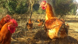 Recepta de cuina de Cuixes de pollastre ecològic de pagès al forn amb llit de patates
