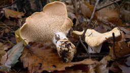 Recepta de cuina de Vedella amb bolets