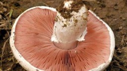 Recepta de cuina de Xampinyons silvestres farcits de verdures i arròs salvatge