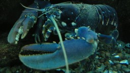 Recepta de cuina de Crema de llamàntol