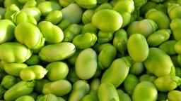 Recepta de cuina de Favetes tendres saltejades amb pernil i menta