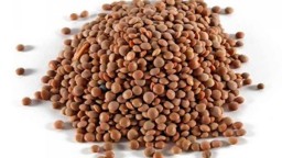 Recepta de cuina de Amanida de guatlles escabetxades amb llenties pardines