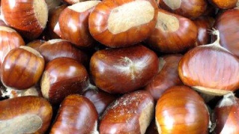 Castanyes en almívar