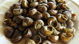 Recepta de cuina de Cargols bullits amb salsa vinagreta i/o allioli