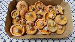 Recepta de cuina de Rovellons cuits amb el seu suc