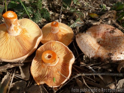 Rovellons o pinetells a la planxa amb picada d'all i julivert