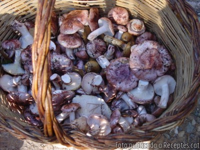 Recepta de cuina de Vedella guisada amb carlets