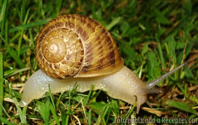 Cargols a la llauna