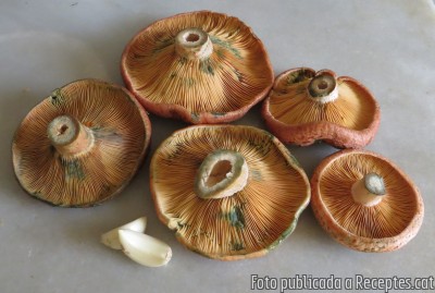 Rovellons, dels pins d’en Mir d’Arenys de Munt, gratinats al forn amb all