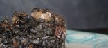 Arròs negre amb calamarsets i gambes