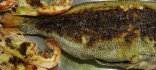 Calet o besuc de la piga negra a la planxa