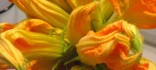 Crestes de flor de carbassó