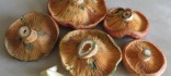 Rovellons, dels pins d’en Mir d’Arenys de Munt, gratinats al forn amb all