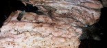 Truita de riu asalmonada al forn